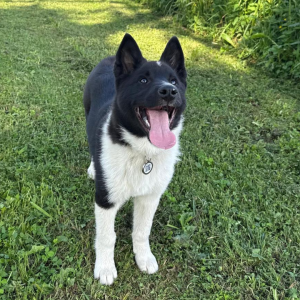 Gurdā piekariņa attēls 1