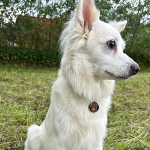 Gurdā piekariņa attēls 2