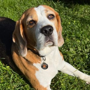 Gurdā piekariņa attēls 3