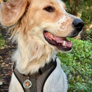 Gurdā piekariņa attēls 4