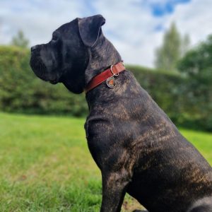 Gurdā piekariņa attēls 6