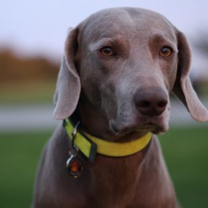 Gurdā piekariņa attēls 5